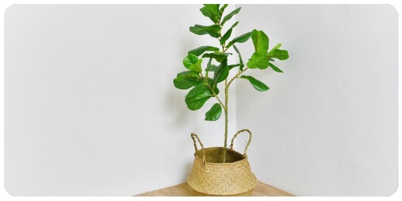 Top 5 Plants for Purifying Air in Your Home