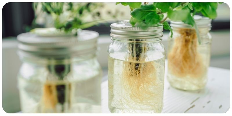 Growing Herbs in Water: A Beginner's Guide