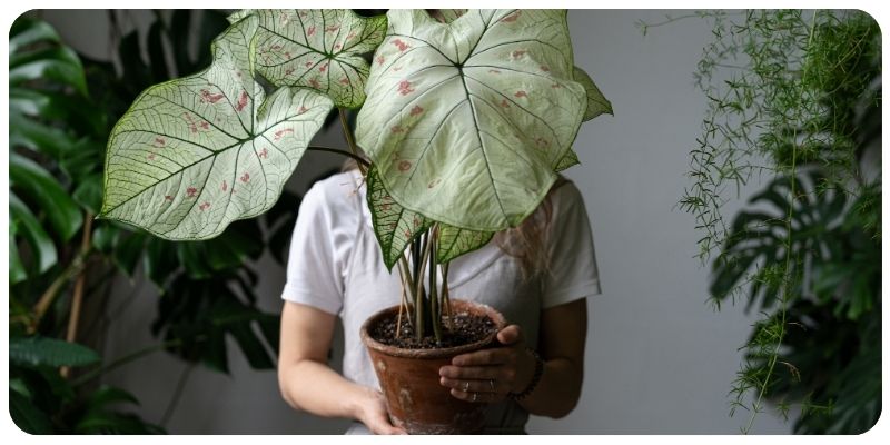 Top 10 Common Houseplant Problems and How to Fix Them