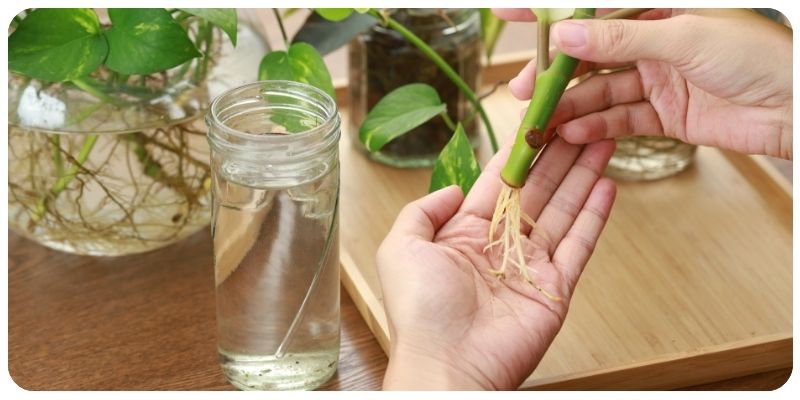 How to Grow Indoor Plants Without Soil in Water