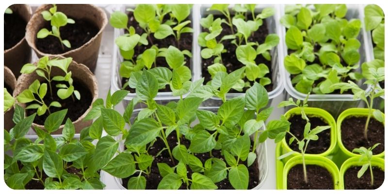 The Best Vegetables to Grow Indoors