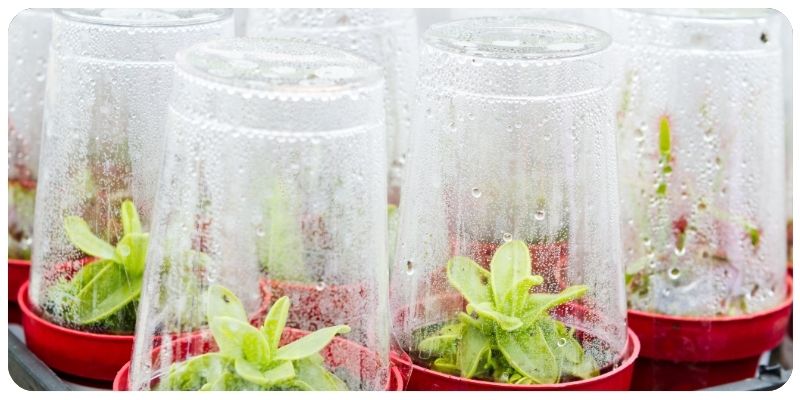 How to Create a Mini Greenhouse for Your Indoor Plants