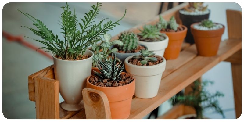 The Ultimate Guide to Choosing the Right Pot for Your Indoor Plants