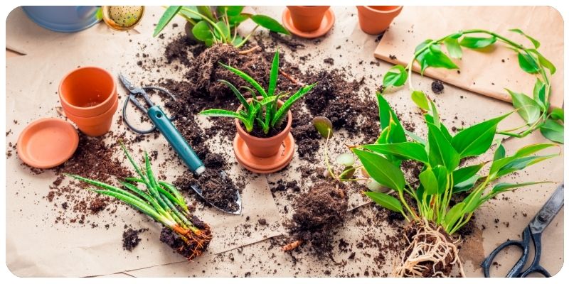 Starting a Plant Propagation Business: Best Plants to Propagate