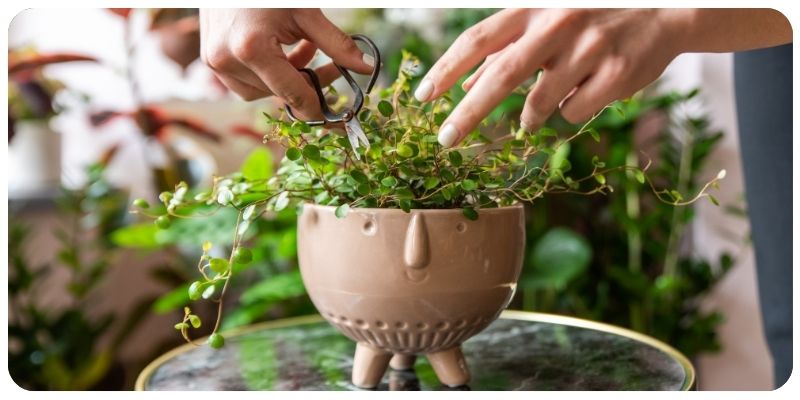 How to Prune Indoor Plants for Maximum Growth