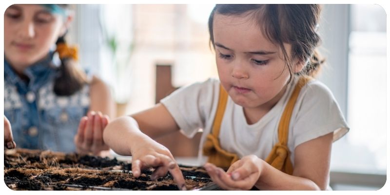 How to Grow Plants from Seeds Indoors