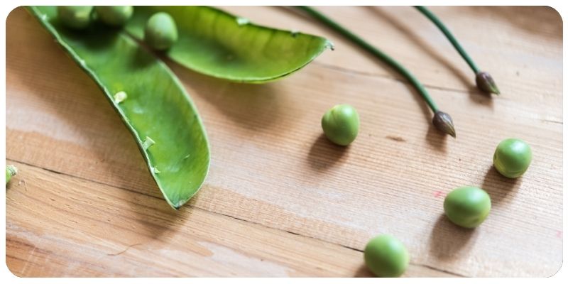 A Simple Guide: How to Grow Snow Peas in Your Kitchen