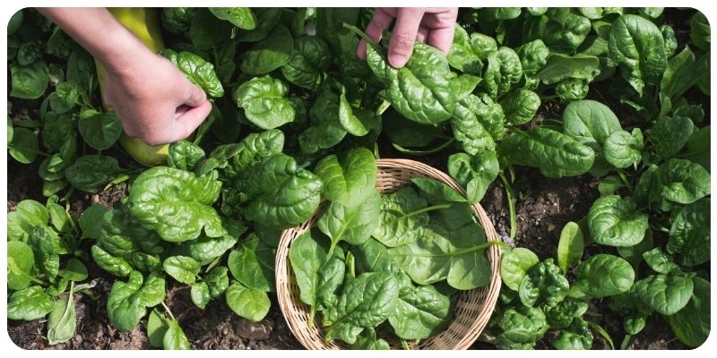 Why Does My Spinach Have Holes in It, and Is It Safe to Eat?