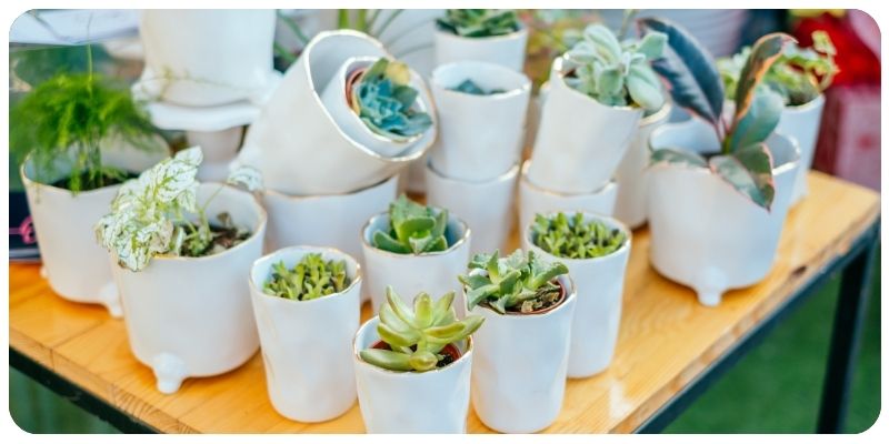 What Are the Best Succulent Breeds to Sell at Markets?