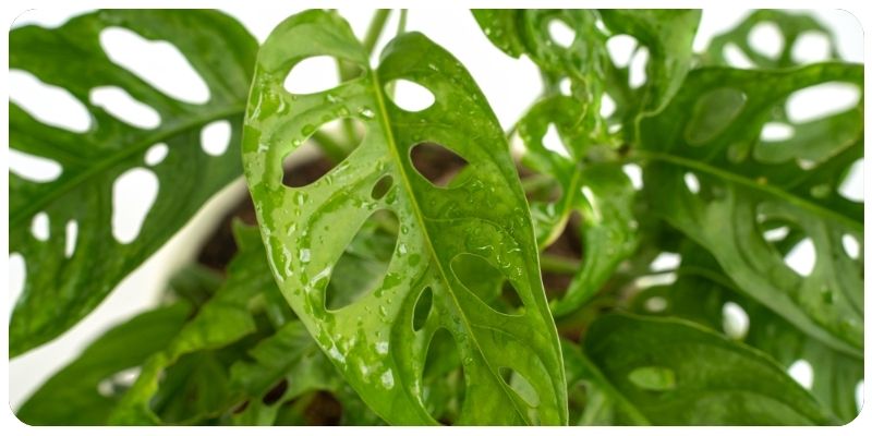 Growing and Selling Plants in Water: Swiss Cheese Plants