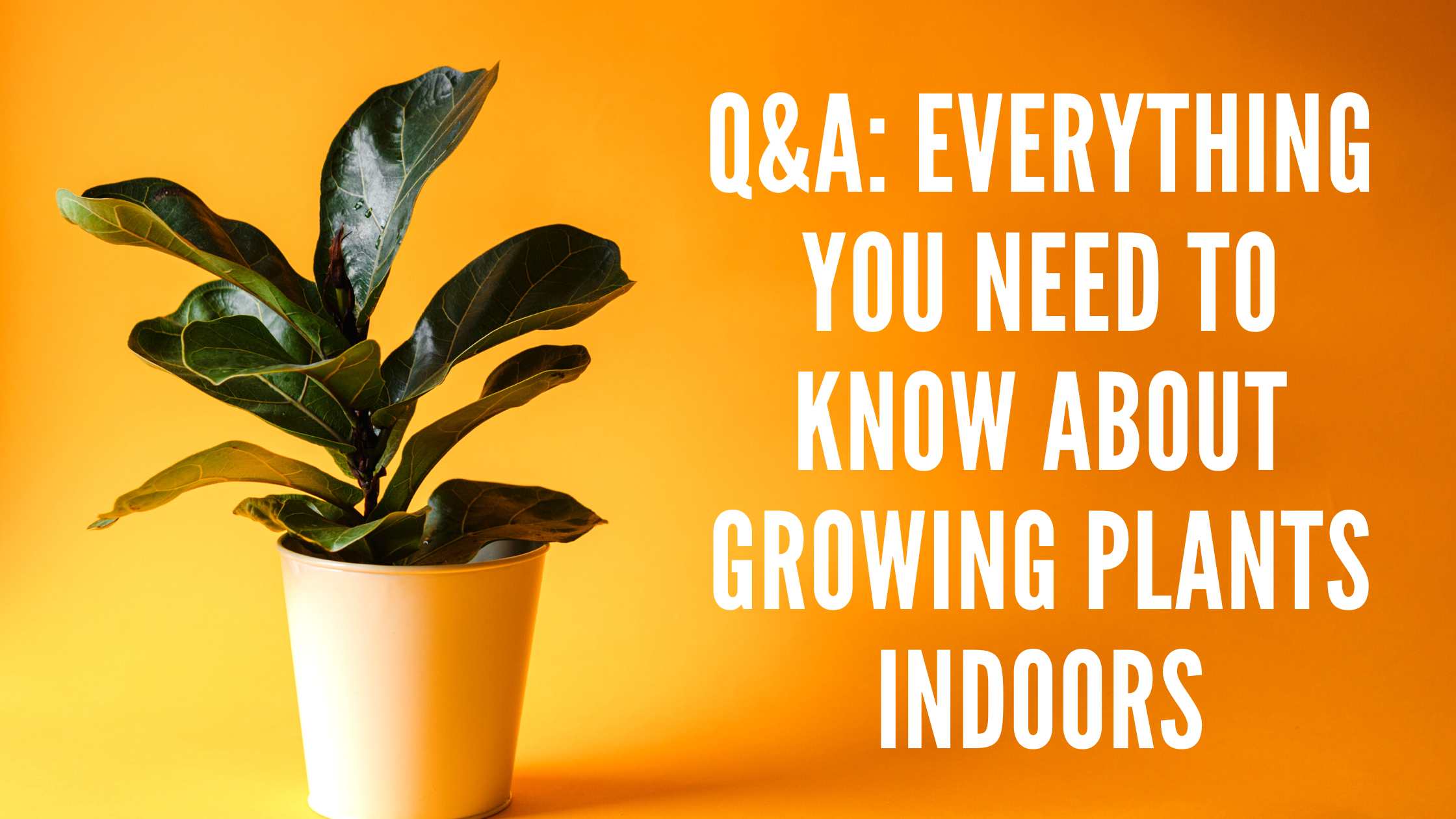 Q&A: Everything You Need to Know About Growing Plants Indoors