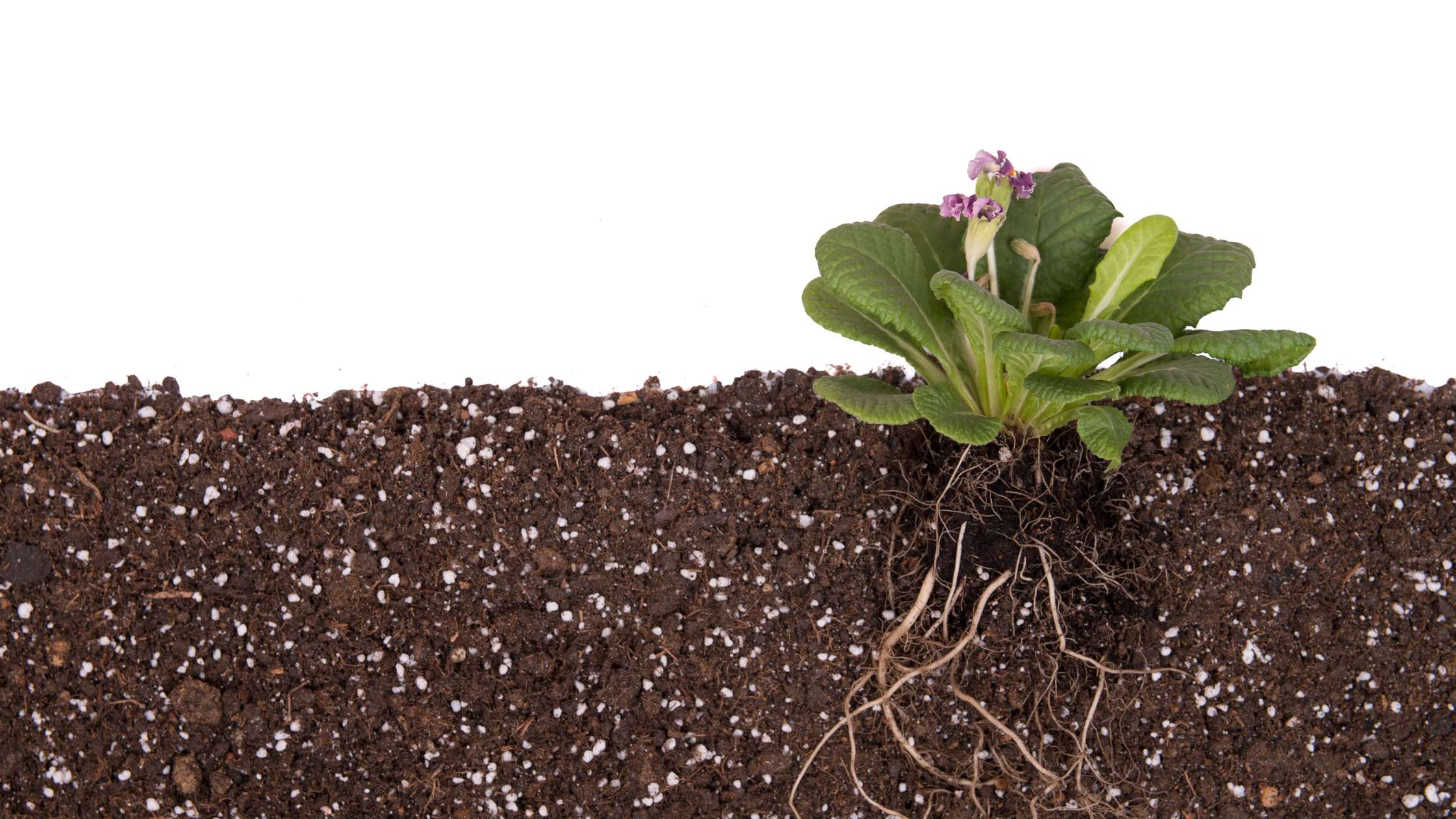 The Secret to Successful Plant Propagation is a Solid Rooting Medium