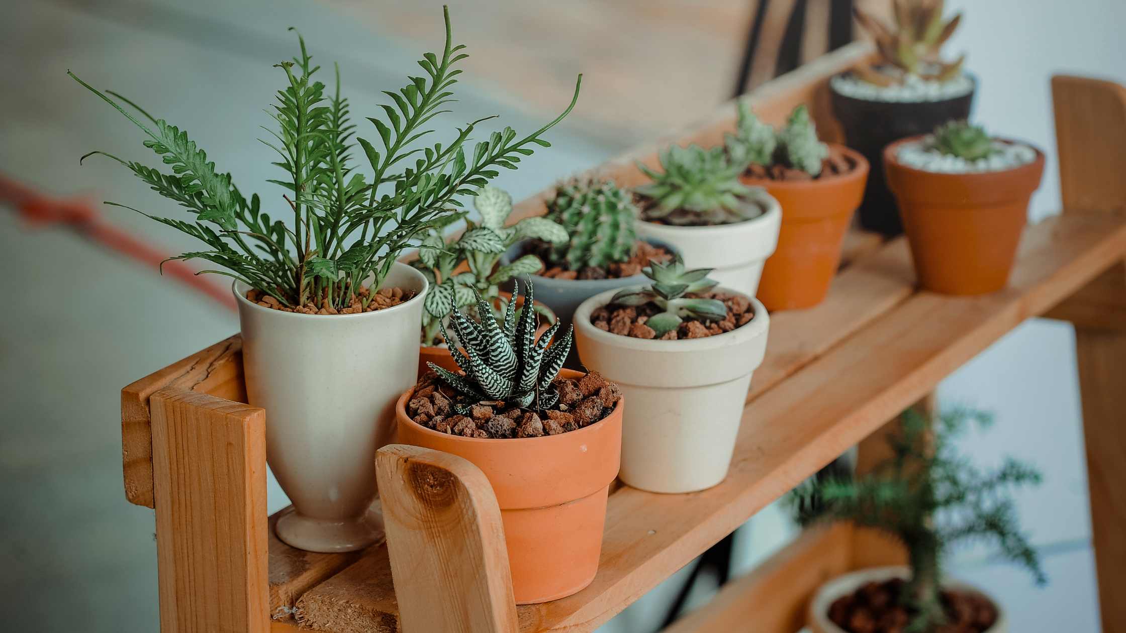 The Ultimate Guide to Choosing the Right Pot for Your Indoor Plants Types, Materials and Tips for a Thriving Home Garden