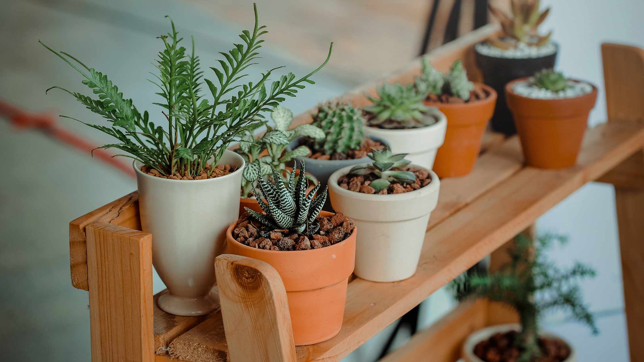 Where is the best places to put indoor plants